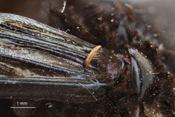Media type: image;   Entomology 815955 Aspect: thorax lateral